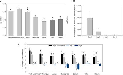 Transcriptomic Response of Mussel Gills After a Vibrio splendidus Infection Demonstrates Their Role in the Immune Response